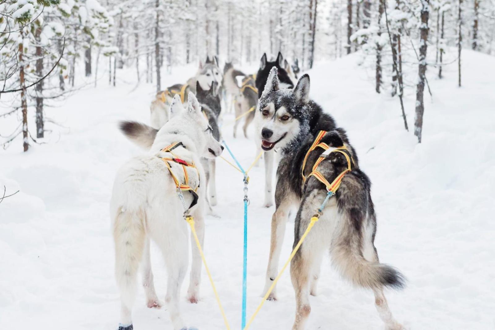 Willa Skog Aurora Igloos Kalix Zewnętrze zdjęcie